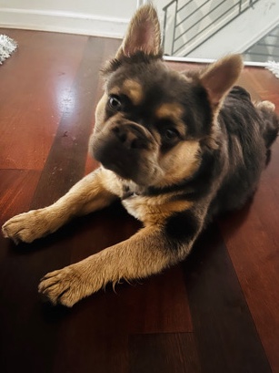 French Bulldog – Fluffy French Bulldog