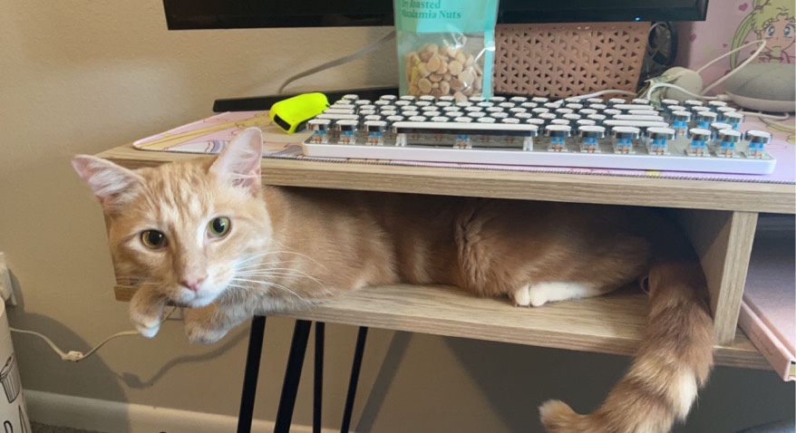 Orange Cat!