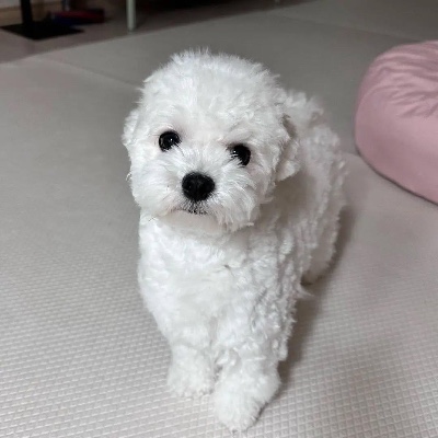 Maltese – maltese puppy for rescue – Council Bluffs
