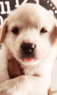 Labrador Retriever – labroador pups