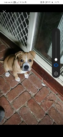 American Staffordshire Terrier – 4 Months Old American Staphishire