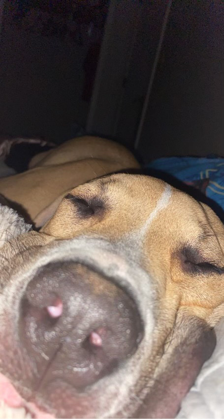 American Pit Bull Terrier – Cuddle buddy
