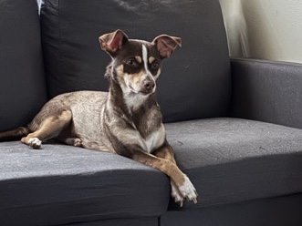 Chihuahua – Looking for new home – Burleson