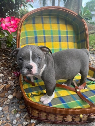 Toy Bulldog – Pocket bully puppy