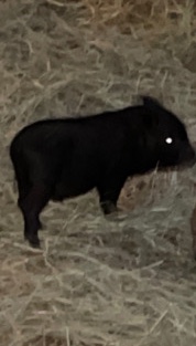 pig – Juliana Pig
