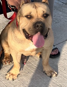 American Bulldog – american