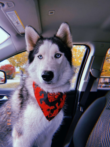 Siberian Husky – husky needs home