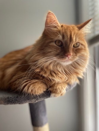 Phoenix the Cat