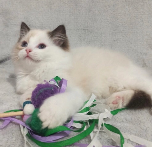 Ragdoll – Cute Frensi Ragdoll for sale