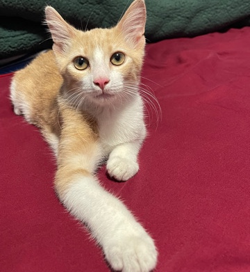 Arabian Mau – Trying to sell him to a loving family