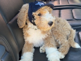 Goldendoodle – looking to re home – Columbus