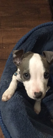 American Bulldog – blue nose pit bull