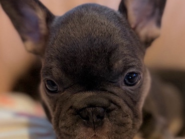 French Bulldog – frenchie puppies for sale – Worcester