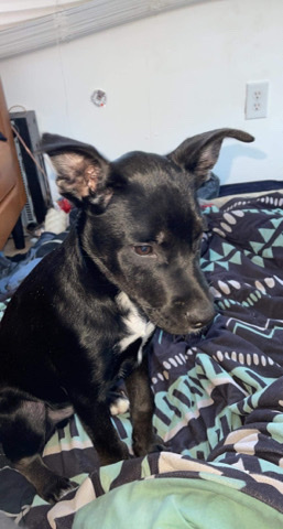 Siberian Husky – pitsky needs rehoming