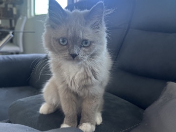 Ragdoll - blue eyes ragdoll kittens! available for adoption in Torrance