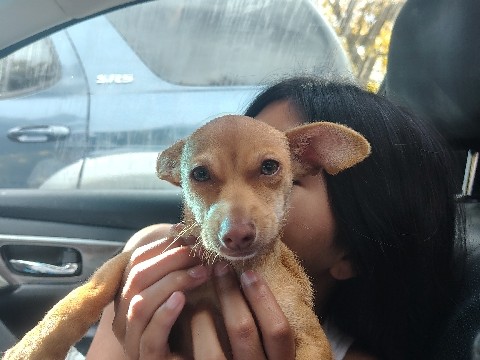 mini Chihuahua puppies 