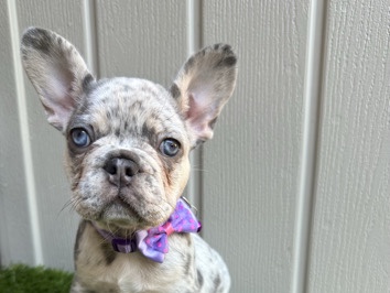 French Bulldog – French Bulldog – Boca Raton