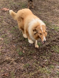 Rough Collie – ACK Rough Collie Stud