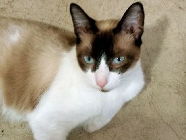 Siamese – Adote Benjamin