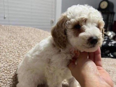 Golden Retriever – Mini golden doodle – Hillsboro
