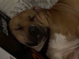 Mixed Breed – dog for sale – Dagenham
