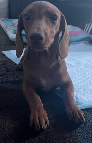 Dachshund – dachshund(wiener dog) for sell needs new home