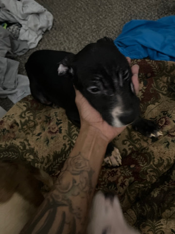 American Pit Bull Terrier – midnight