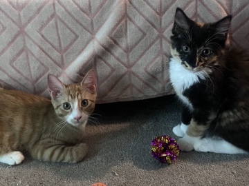 American Shorthair – Two Sweet 14-week old Kittens Looking For a Loving Home – Sewell