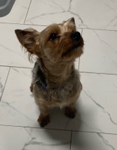 Yorkshire Terrier – Needs home that has time