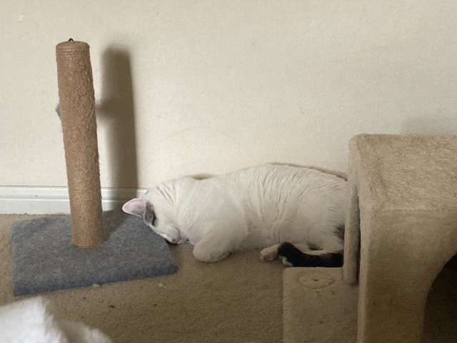 in need of a loving home