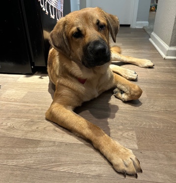 American Foxhound – Rehome Our Dog, Dot.
