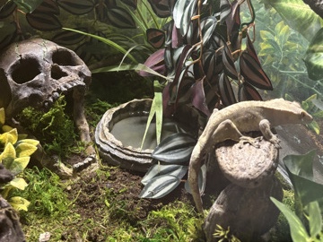 Crested Gecko – Male crested gecko (two separate males) – Washington