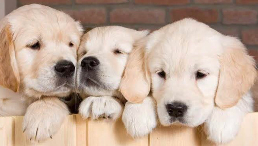 Golden Retriever – puppies