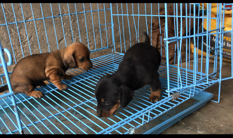 Dachshund – to sell puppies