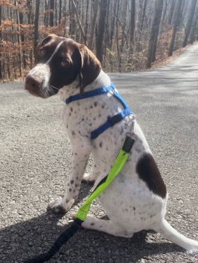 German shorthaired pointer puppy 