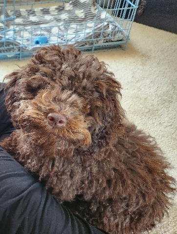 Chocolate Cockapoo