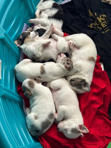 Chihuahua – Chihuahua Puppies
