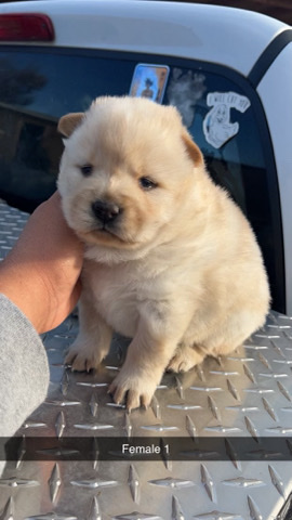 chow chow pups