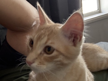 American Bobtail – Free cat needs new home – Los Angeles