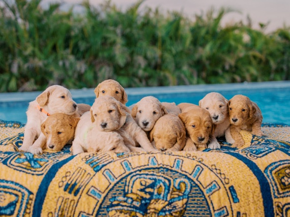 Poodle – Goldendoodle Puppies (F1b) – Cape Coral