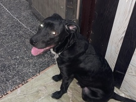 American Pit Bull Terrier – Friendly American Pit Bull Terrier – 9 Months Old in New Delhi – New Delhi