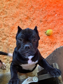 American Bulldog – America bully