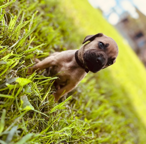 Catahoula Cur – catahoula bloodhound puppy