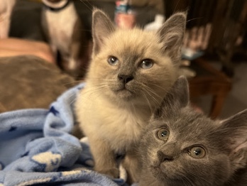 American Shorthair – precious kittens – Bessemer
