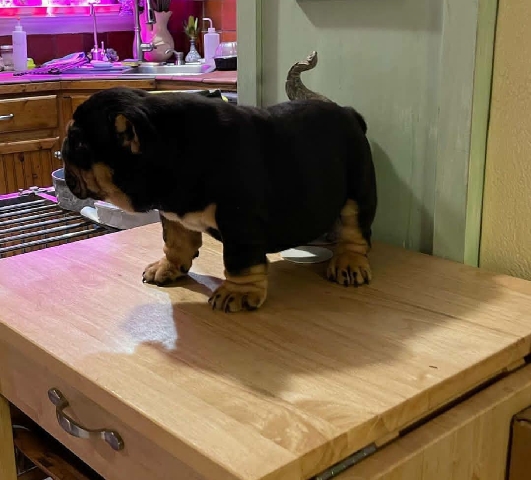 Olde English Bulldogge – Adorable English bulldog for sale