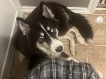 Siberian Husky - Husky Mix available for adoption in Vernon