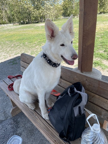 Belgian Shepherd Dog (Groenendael) – Rehoming Wynter