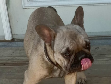 French Bulldog – Male French Bulldog Puppy – Wichita