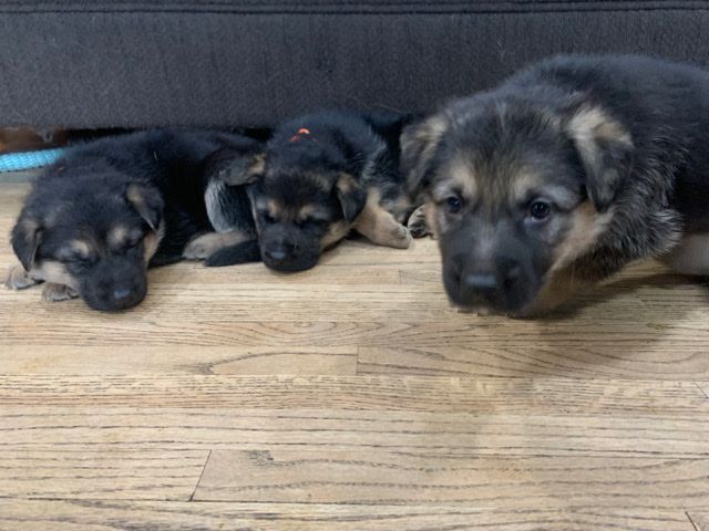 German Shepherd – Akc German shepherd available