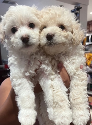 Maltese – selling puppy